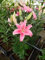 [5238 Marlon JWS No02.JPG]